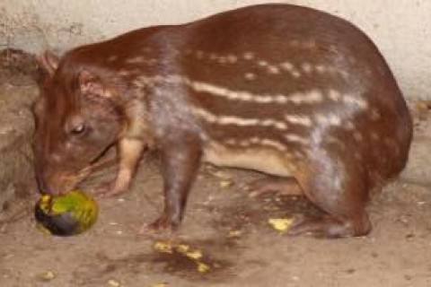 Carne de paca é proibida no Brasil? Entenda o que diz a legislação