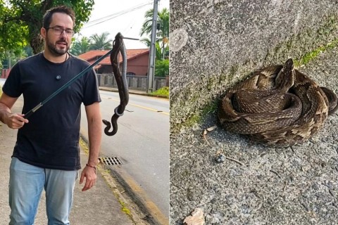 Cobra mais perigosa do Brasil surge em local movimentado e acende alerta em SC