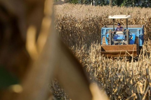 SC lança programa com até R$ 1 bilhão em crédito para produtores de suínos e aves