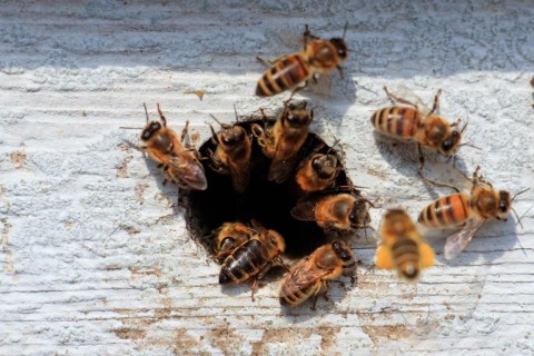 Homem sofre choque anafilático após picada de abelha no Centro de Capinzal.