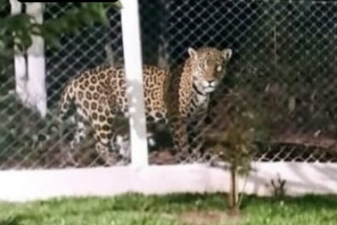 Suposta aparição de onça-pintada em Chapecó é investigada pela Polícia Militar Ambiental